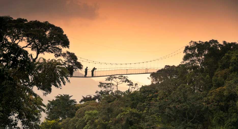 Can I do a canopy walk in Nyungwe Forest?