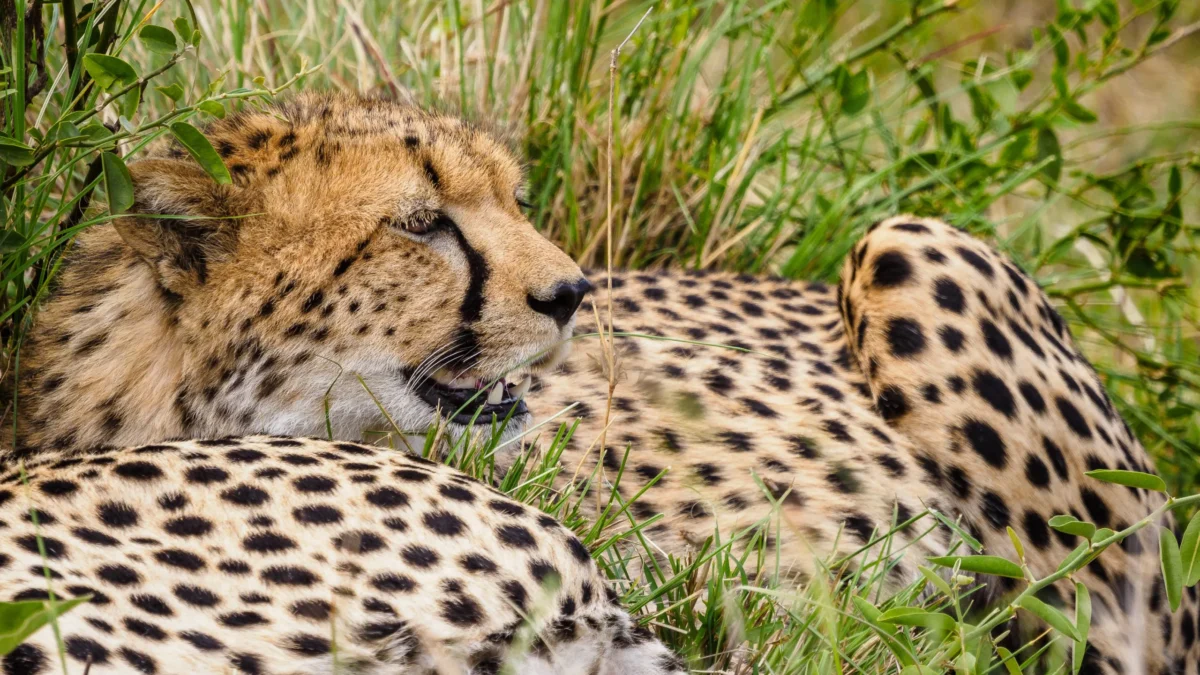 Can I do a family safari in Kenya?