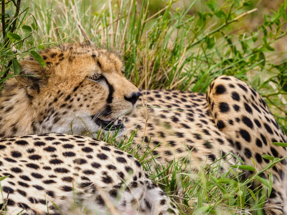 Can I do a family safari in Kenya?