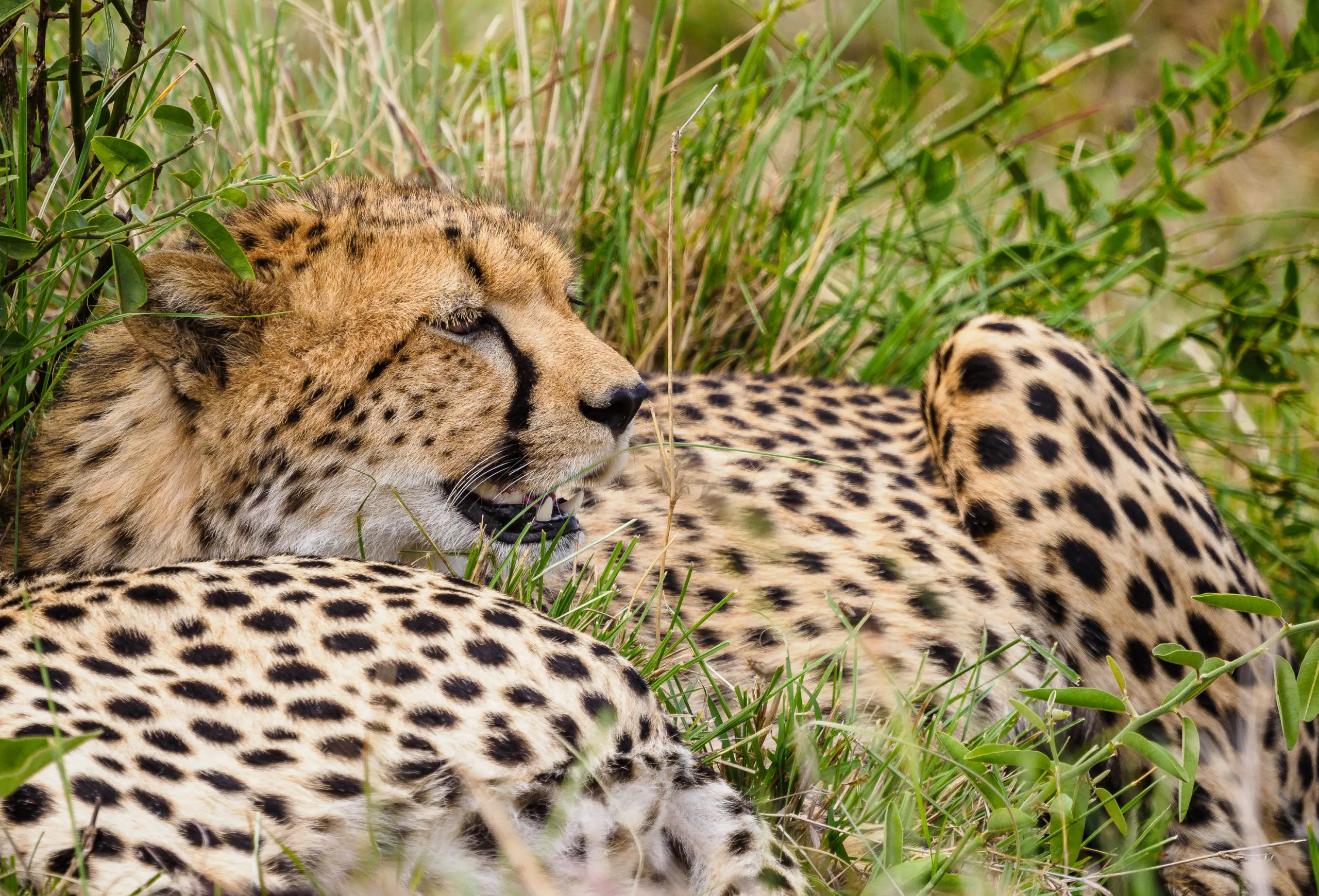 Can I do a family safari in Kenya?