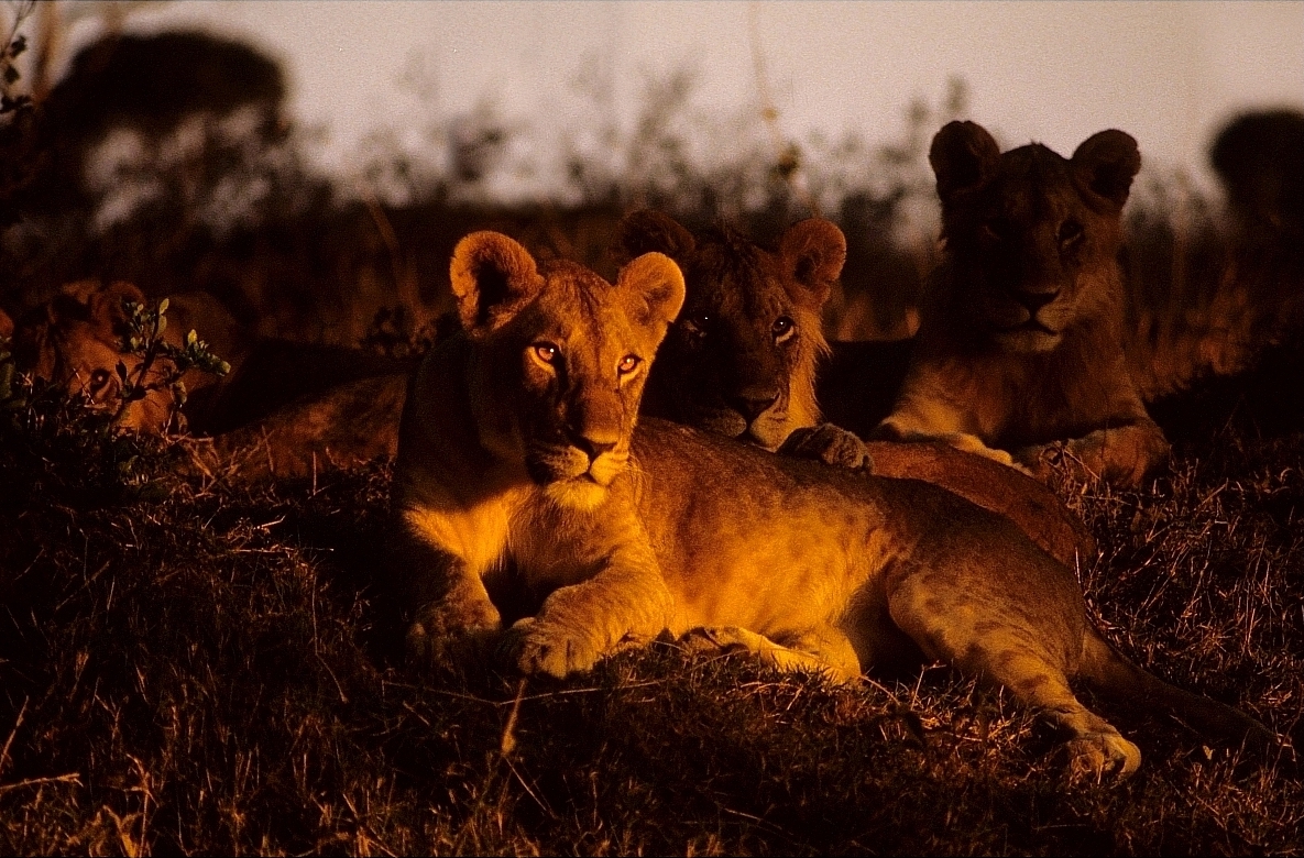 Can I do a night game drive in Kenya?
