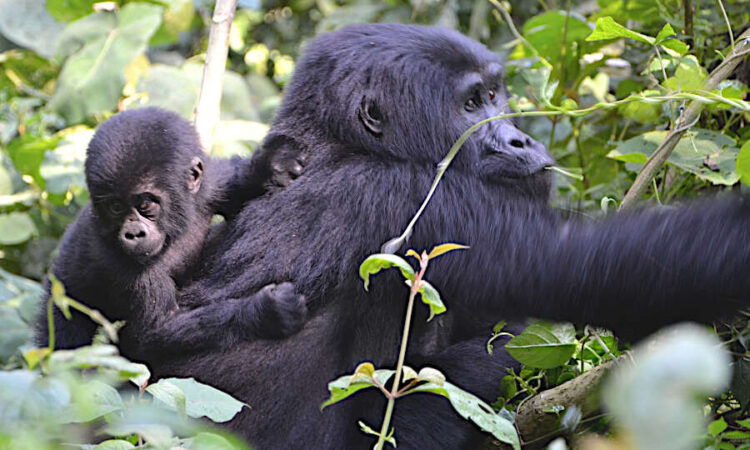 Can I do gorilla trekking after a Kenya safari?