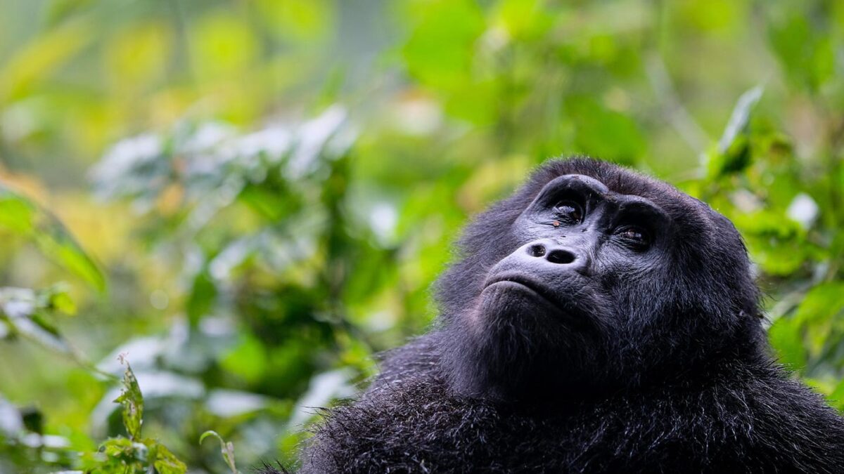 Can I do gorilla trekking after a Kenya safari?