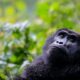 Can I do gorilla trekking after a Kenya safari?