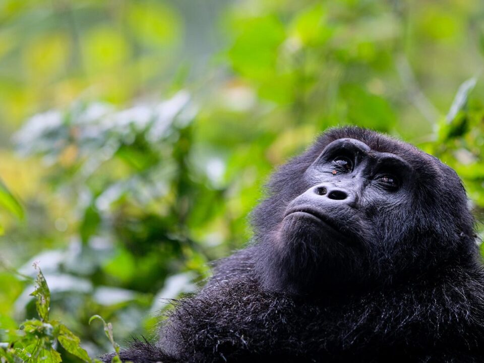 Can I do gorilla trekking after a Kenya safari?