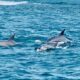 Can I go dolphin watching near Wasini Island?