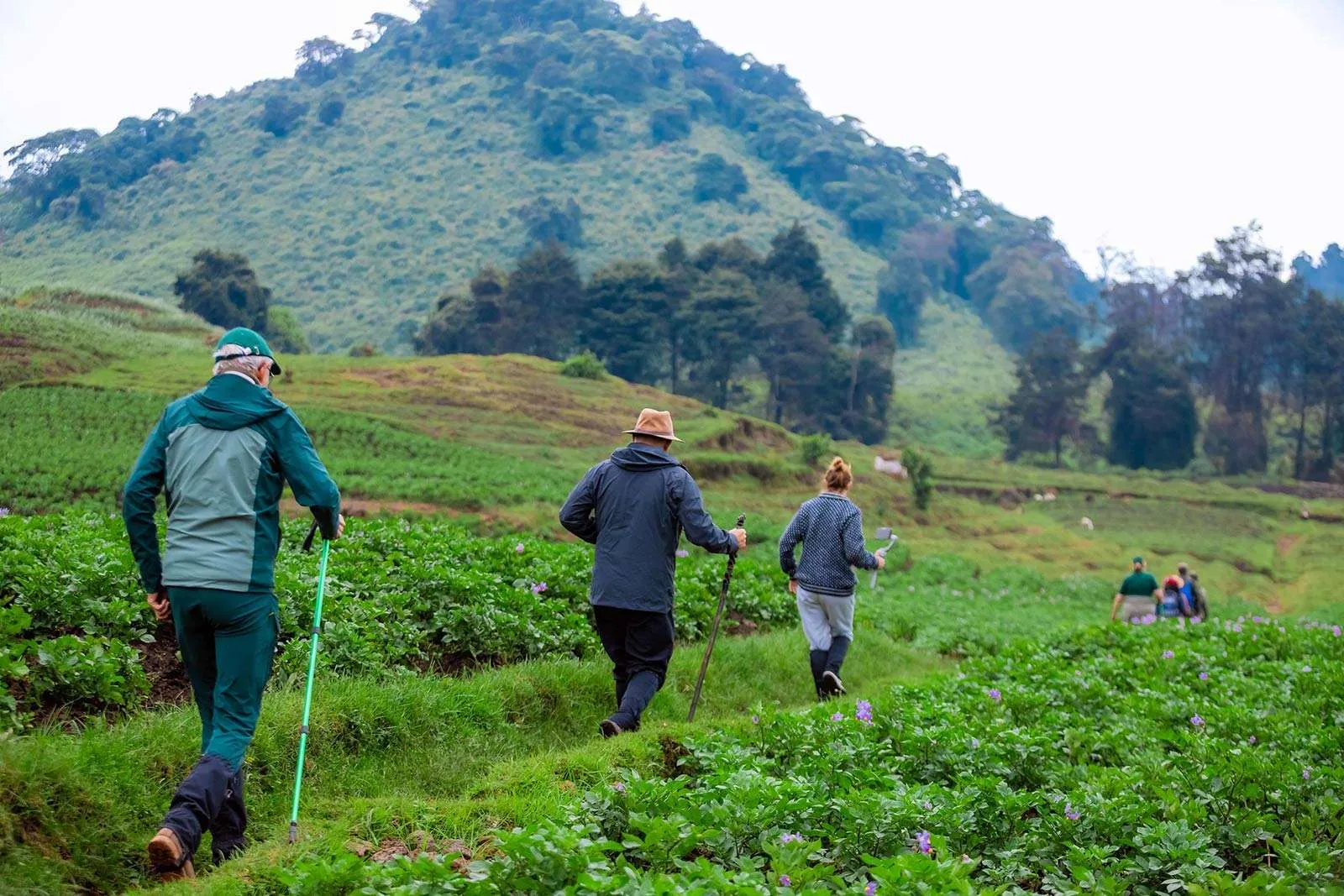 Can I go hiking in Volcanoes National Park?