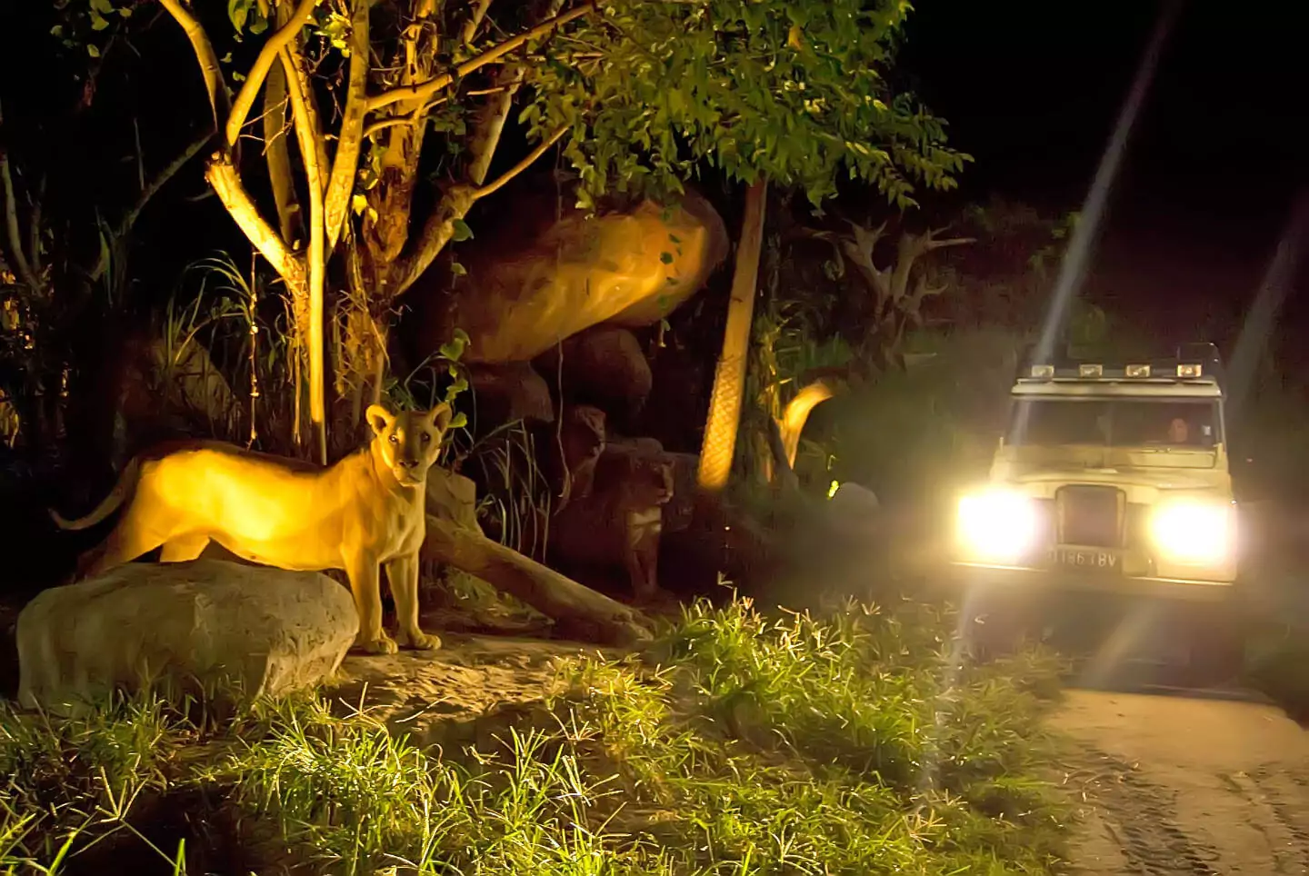 Can I go night game driving in Uganda?