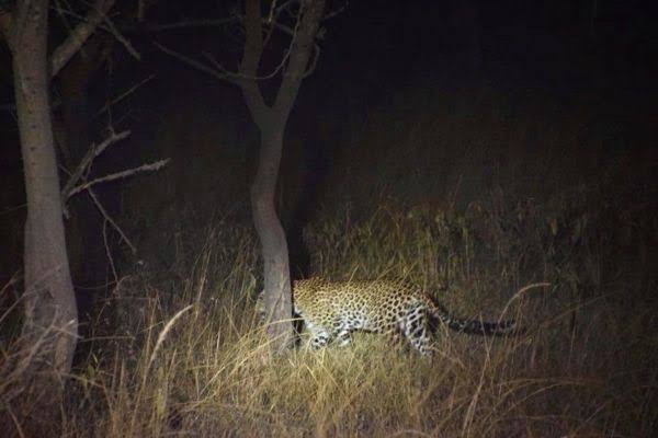 Can I go night game driving in Uganda?