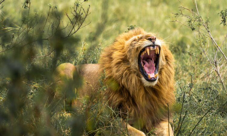 Can I see Mount Kilimanjaro from Amboseli?