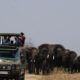 Can I see elephants in Rwanda?