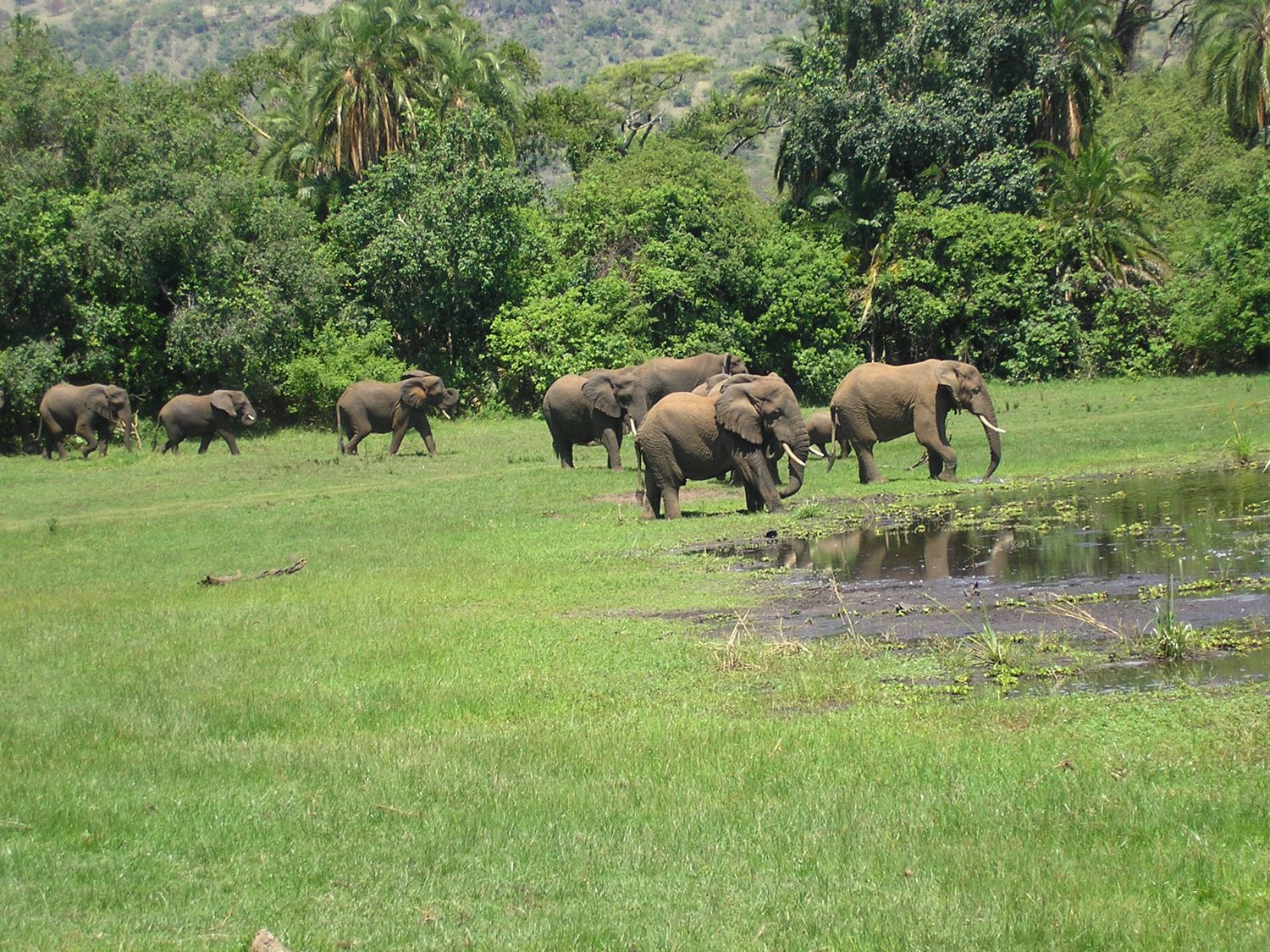 Can I see elephants in Rwanda?