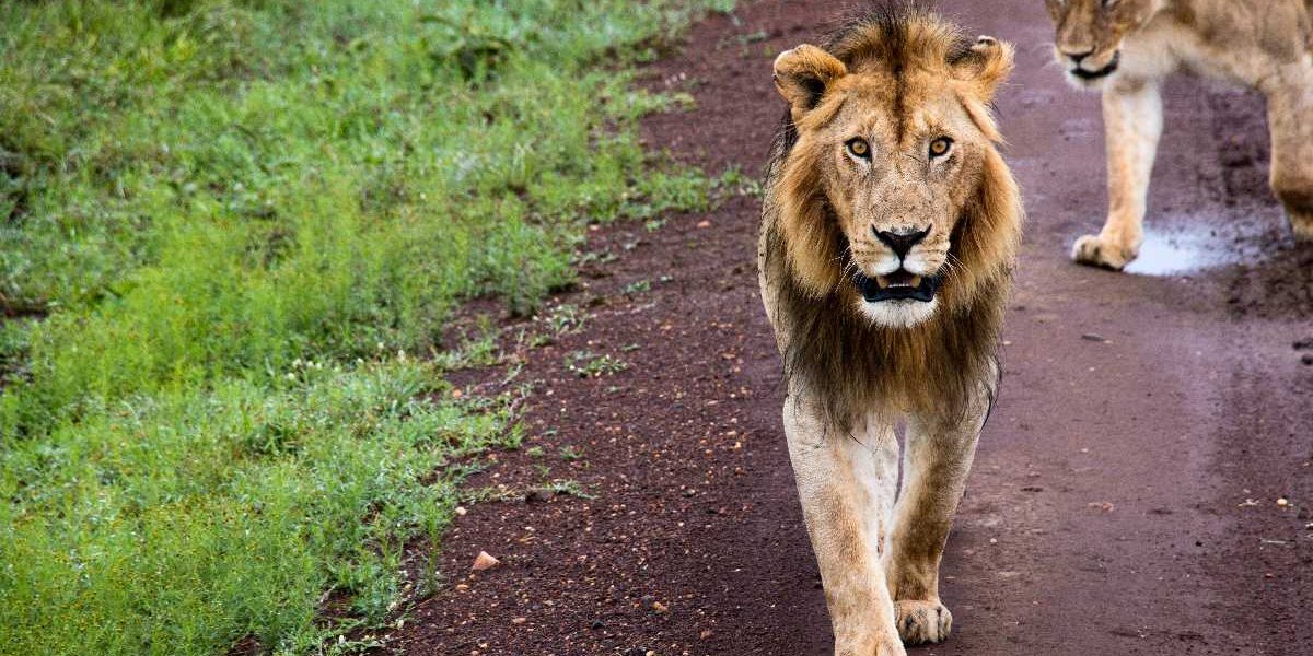 Can I see the Big Five in Kenya?