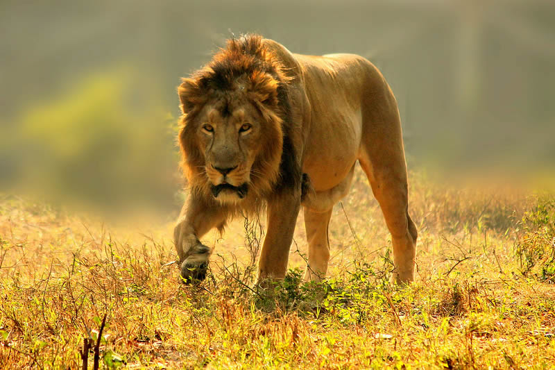 Can I see the Big Five in Kenya?