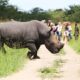 Can I track rhinos on foot at Ziwa?