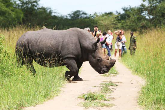 Can I track rhinos on foot at Ziwa?