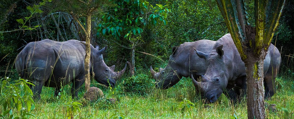 Can I track rhinos on foot at Ziwa?