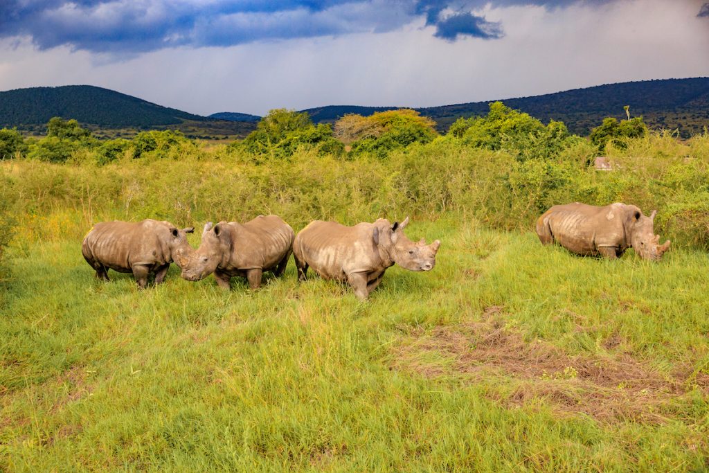 Can I visit Akagera National Park for a classic safari?
