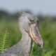 Can I visit Mabamba Bay to see shoebills?