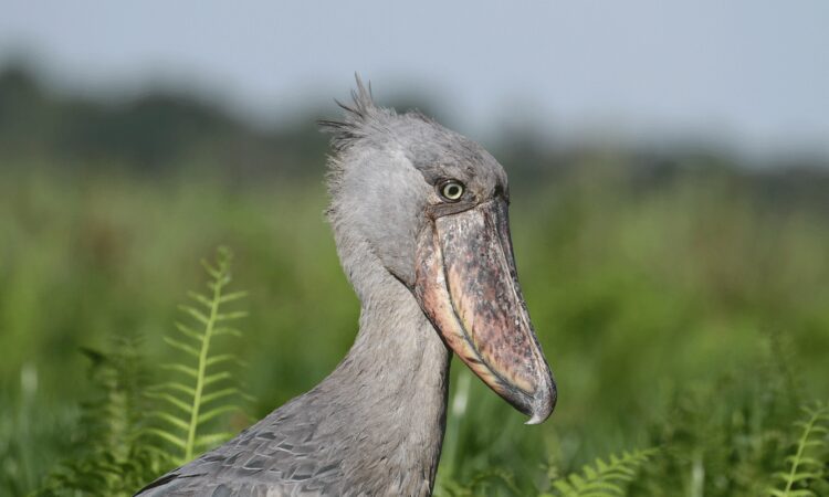 Can I visit Mabamba Bay to see shoebills?