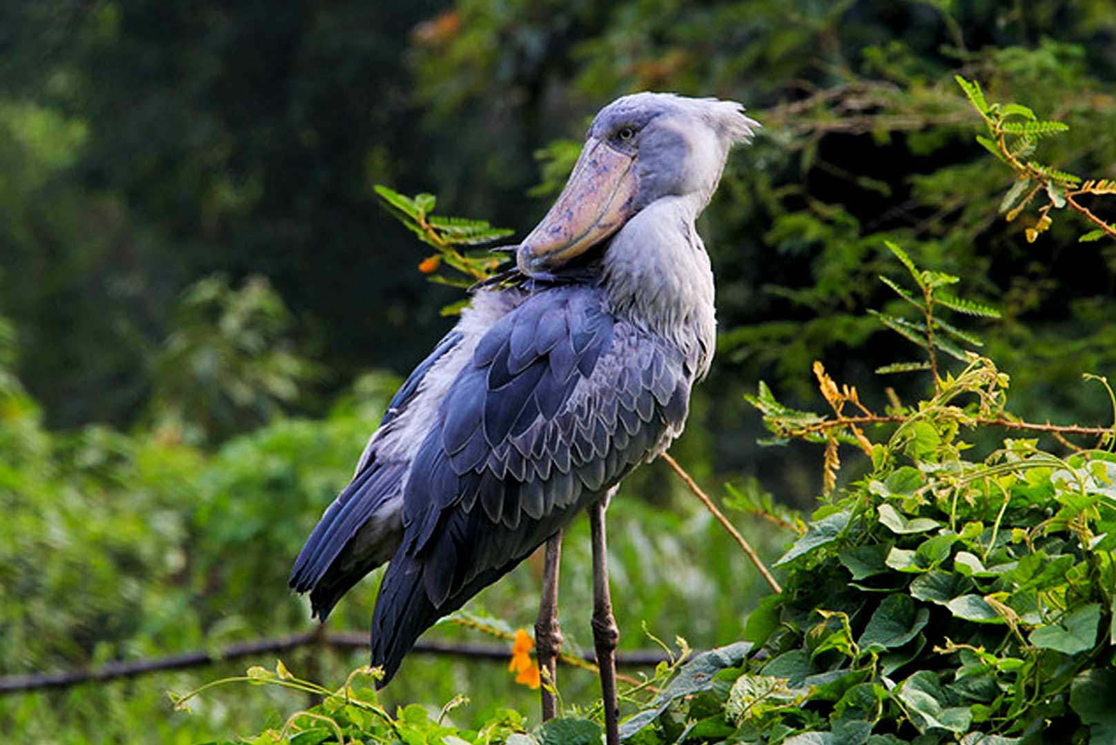 Can I visit Mabamba Bay to see shoebills?