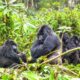 Can I visit gorillas from Kigali in one day?