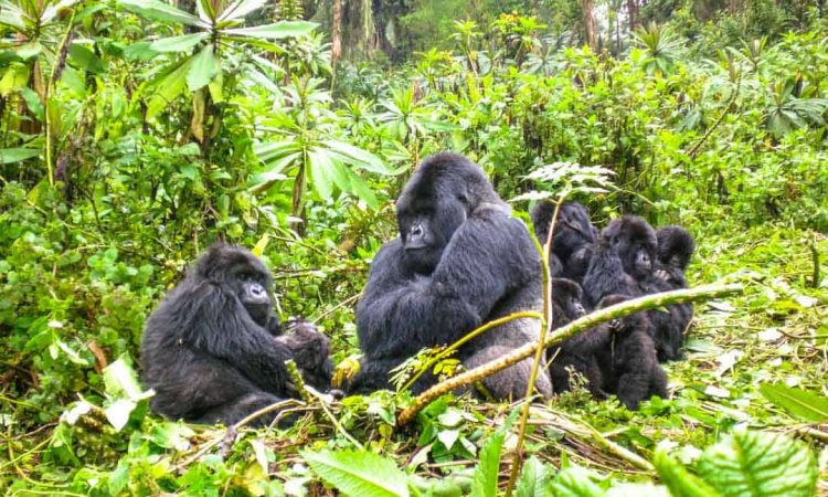 Can I visit gorillas from Kigali in one day?