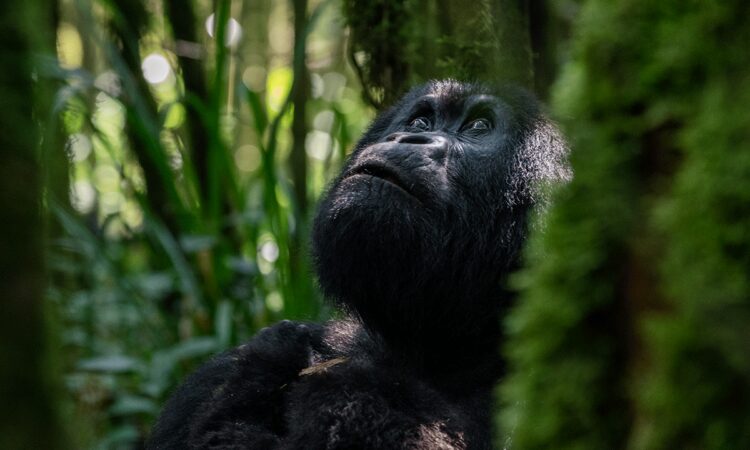 Can I visit gorillas from Kigali in one day?