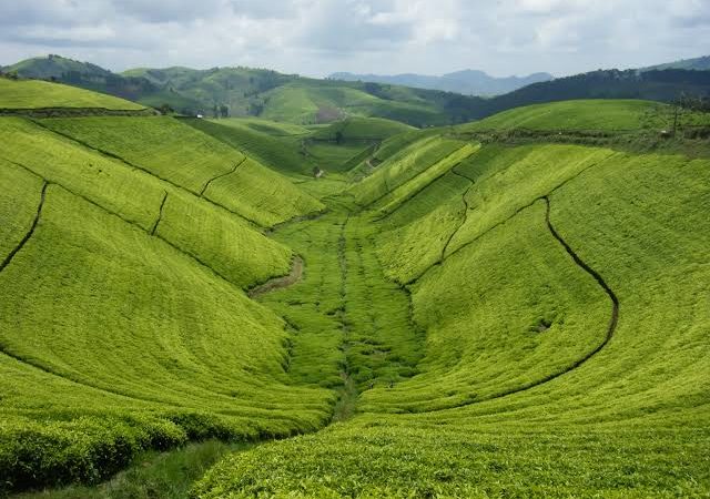 Can I visit tea plantations in Rwanda?