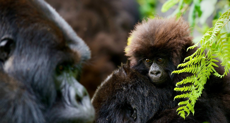 Can children trek gorillas in Rwanda?