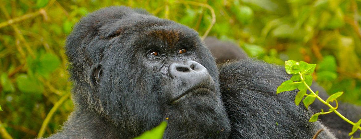 Can children trek gorillas in Rwanda?