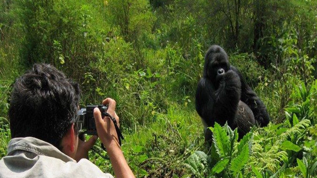 How close can I get to mountain gorillas?