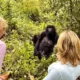 How close can I get to mountain gorillas?