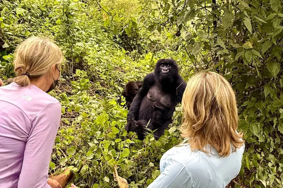 How close can I get to mountain gorillas?