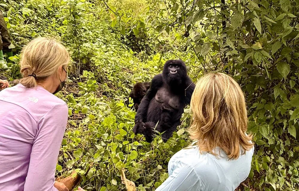 How close can I get to mountain gorillas?
