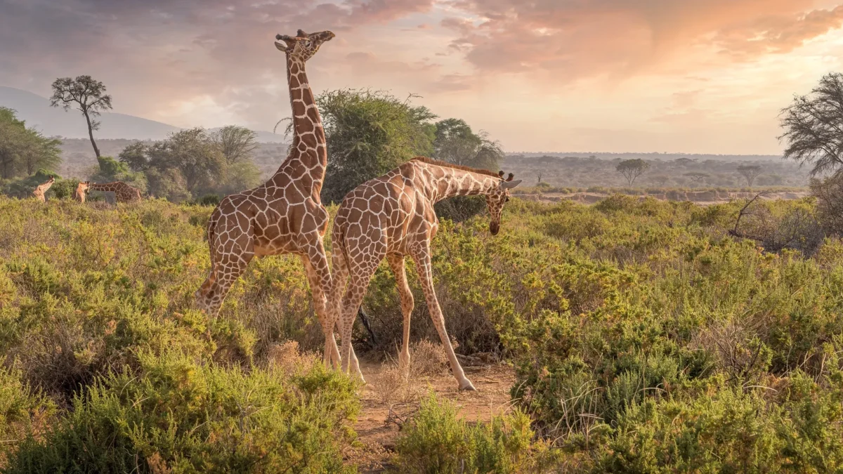 How do I book a safari in Kenya?
