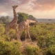 How do I book a safari in Kenya?