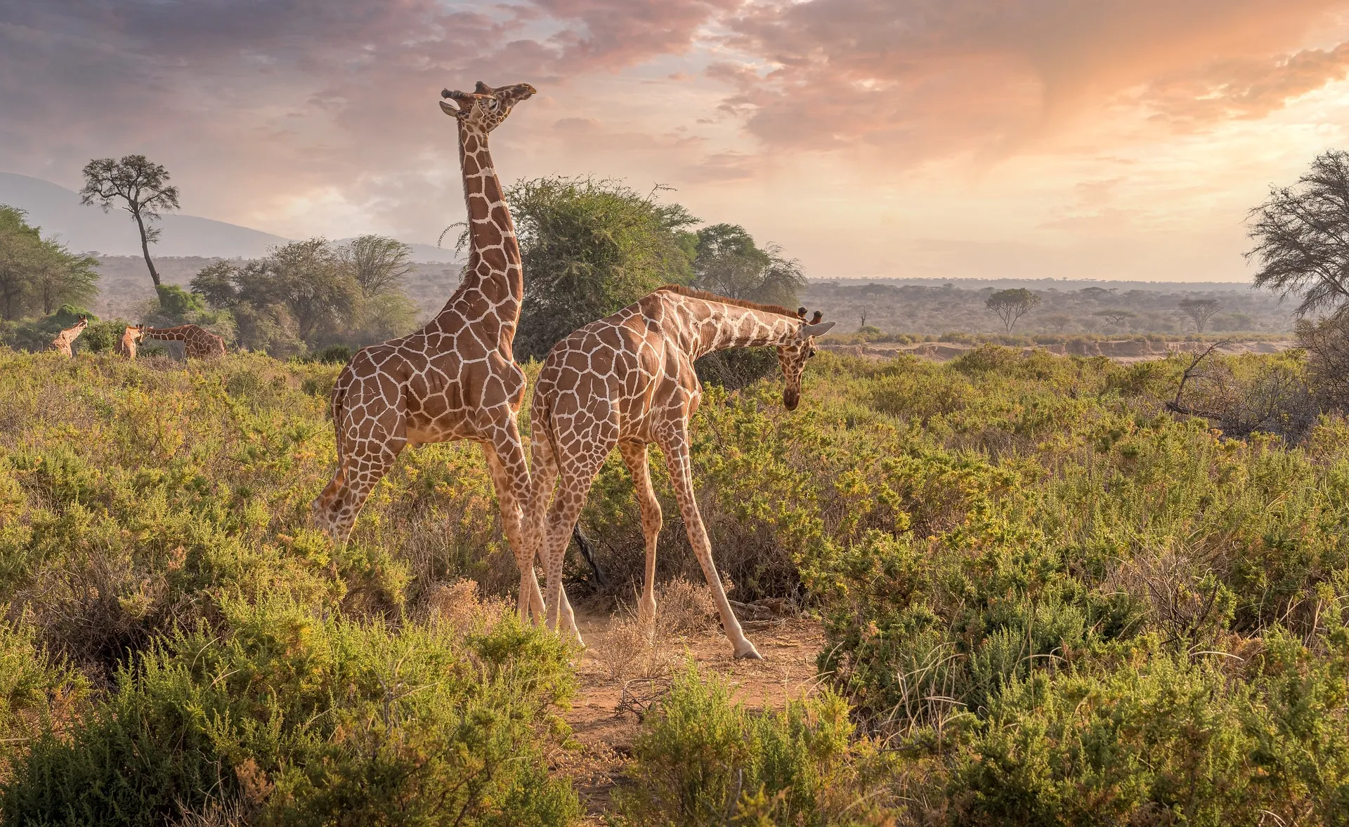 How do I book a safari in Kenya?