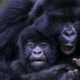 How do I get a gorilla trekking permit in Rwanda?