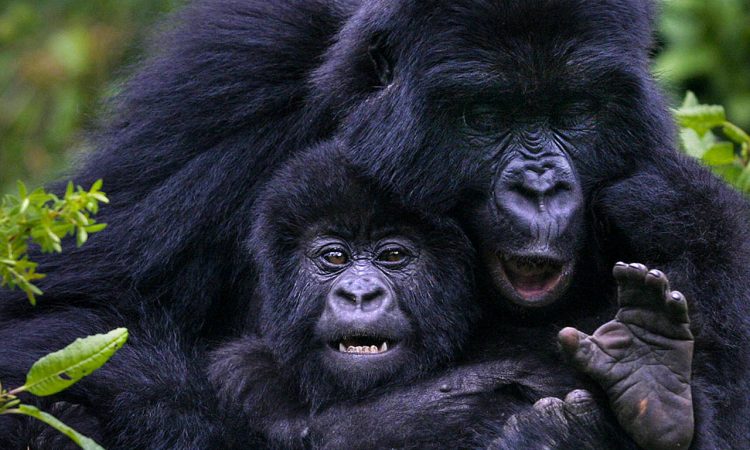 How do I get a gorilla trekking permit in Rwanda?