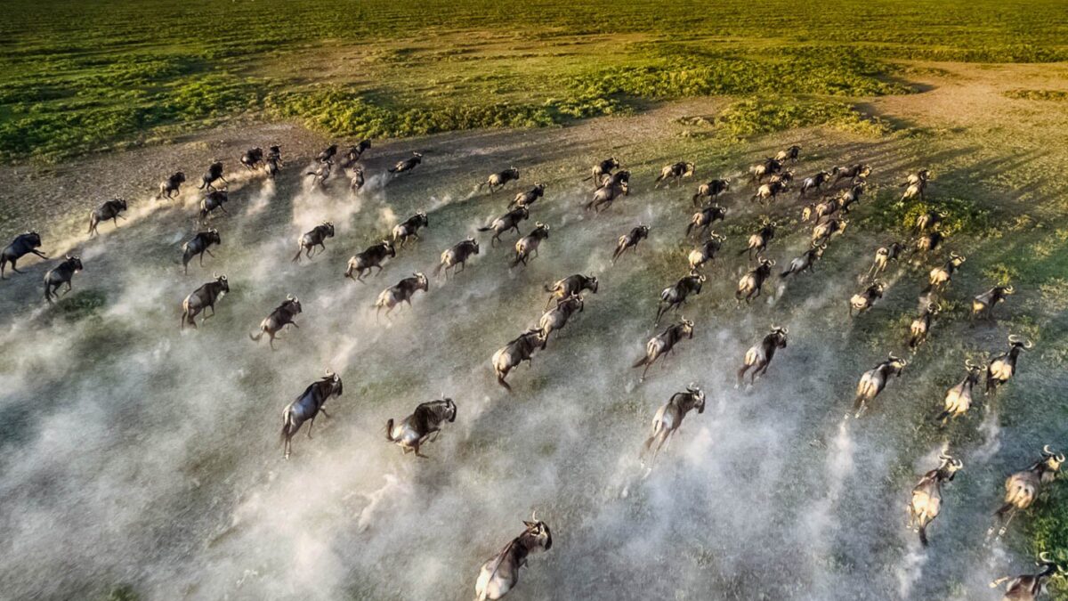 How do I photograph the Great Migration?