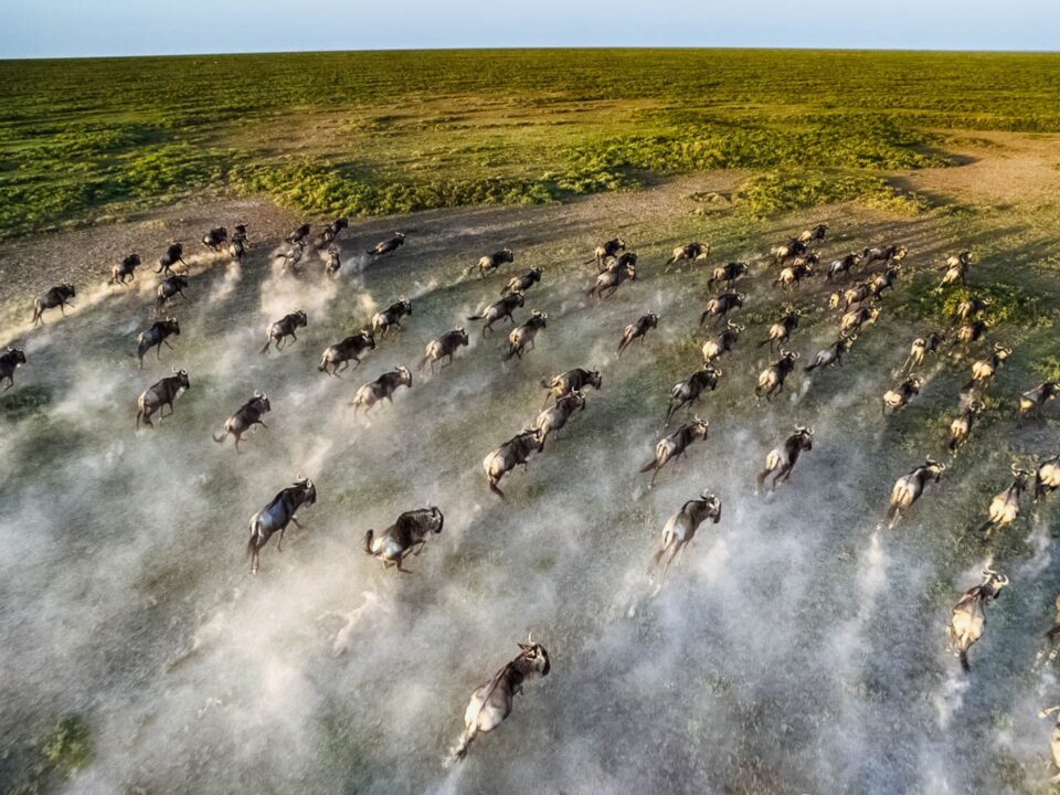 How do I photograph the Great Migration?