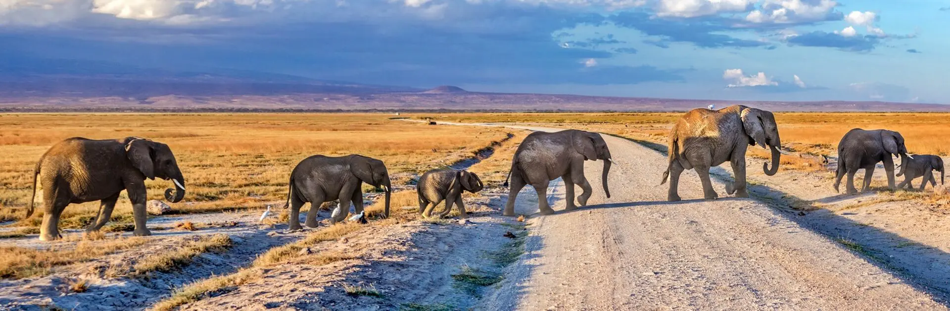 How do I photograph the Great Migration safely?