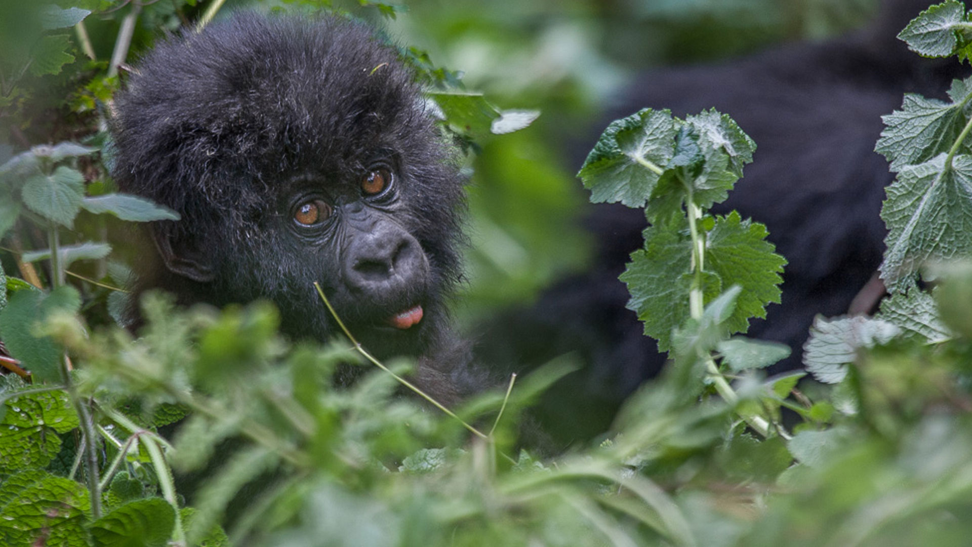 How does Rwanda use gorilla tourism to help conservation?