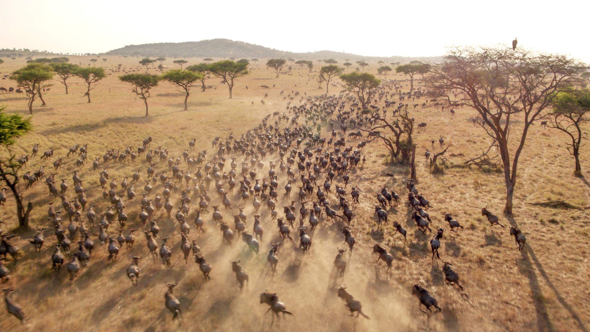 How long does the Great Migration last?