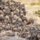 How long does the Great Migration last?