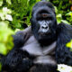 How long is a gorilla trek in Volcanoes National Park?