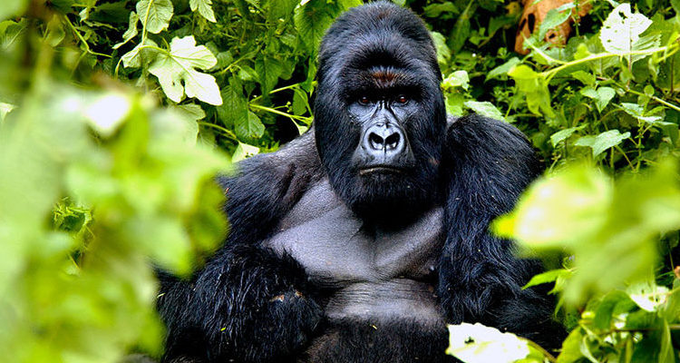 How long is a gorilla trek in Volcanoes National Park?