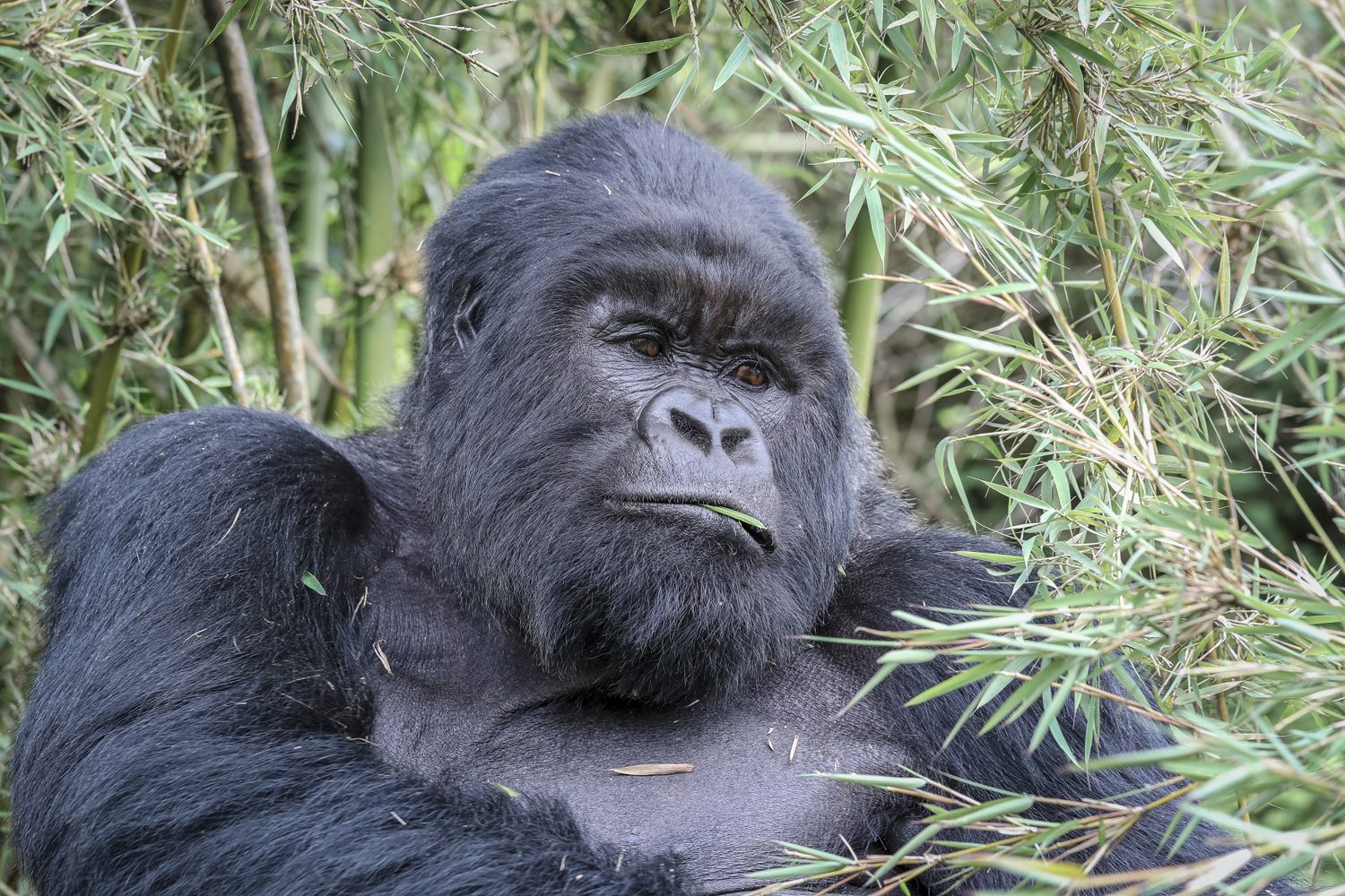 How many gorilla families are in Volcanoes National Park?