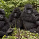 How many gorilla families are in Volcanoes National Park?